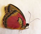 EUPHAEDRA xypete F