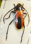 PURPURICENUS kaehleri f. budensiformis RARE