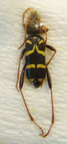 CLYTUS rhamni