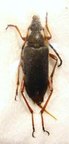 BRACHYLEPTURA (=Stictoleptura) stangulata