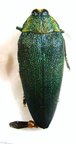 STERASPIS laeviventris
