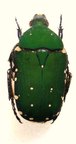 GLYCYPHANA (Euglycyphana) vernalis