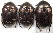 PROTAETIA (Potosia) cuprea cuprina