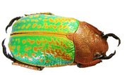 CHRYSINA victorina