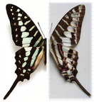 GRAPHIUM polycenes M