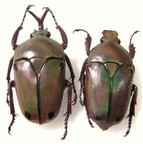 Eudicella tetraspilota KATANGA