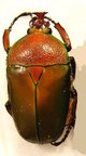 CERATORHINA preussi M