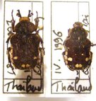 GOLIATHOPSIS duponti C
