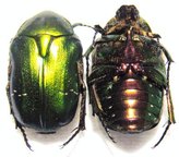 CETONIA aurata pisana