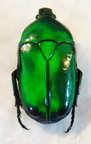HETERORRHINA elegans