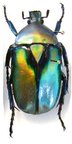 RHOMBORRHINA resplendens (golden),