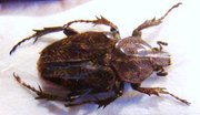 MYCTERISTES (Cephalocosmus) tonkinensis,F