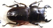 DORCUS (Dynodorcus) curvidens volscens M
