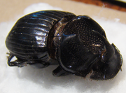 COPRIS martinae