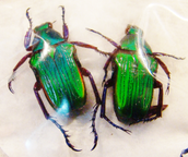 PYGORA (Stizopygora) sanguineomarginata Var. viridior