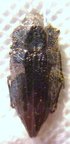 ECTINOGONIA buqueti