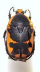 PACHNODA tridentata