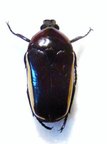 SMARAGDESTHES fraudatrix ( = monoceros GetP)