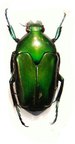 LOMAPTERA batchiana