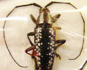ACRIDOCEPHALA seriata F