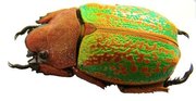 CHRYSINA (Plusiotis) victorina F