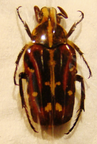 EUSELATES ornata laotica