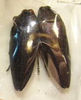 STERASPIS viridicincta (syn=klapaleti)