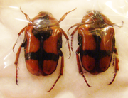 COPTOMIA crucigera