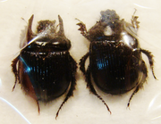 TYPHOEUS typhoeus Couple