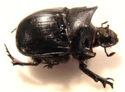 HELIOCOPRIS hamadryas