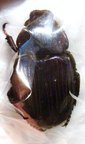PLATYGENIA barbata