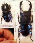 Dorcus titanus titanus