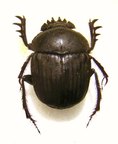 SCARABAEUS ambiguus