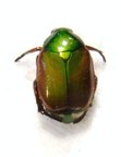 RUTELIDAE sp