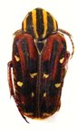 EUSELATES perraudieri