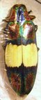 CHRYSOCHROA ocellata ephippigera