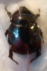 PENTODON idiota