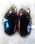 SMARAGDESTHES similis COUPLE