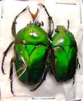 EUDICELLA morgani togolensis