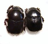 ONITIS laticollis 
