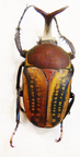 Megalorhina harrisi eximia forme haroldi