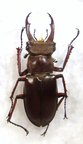 LUCANUS szetschuanicus