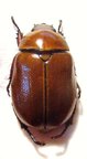 PARAHETEROSTERNUS ludeckei F