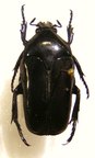 THAUMASTOPEUS cupripes