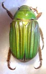CHRYSINA adelaida f green