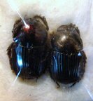 ONITIS aeneus
