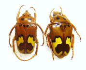 GENYODONTA laeviplaga C