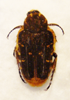 TAENIODERA zebraea forme