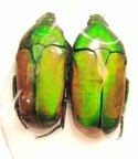 SMARAGDESTHES africana ssp