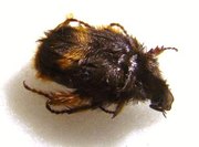 BOMBODES ursus